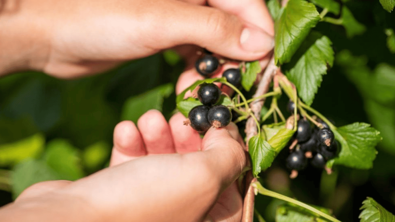 How to Fertilize Currants in July 2025 to Gather a Rich Harvest