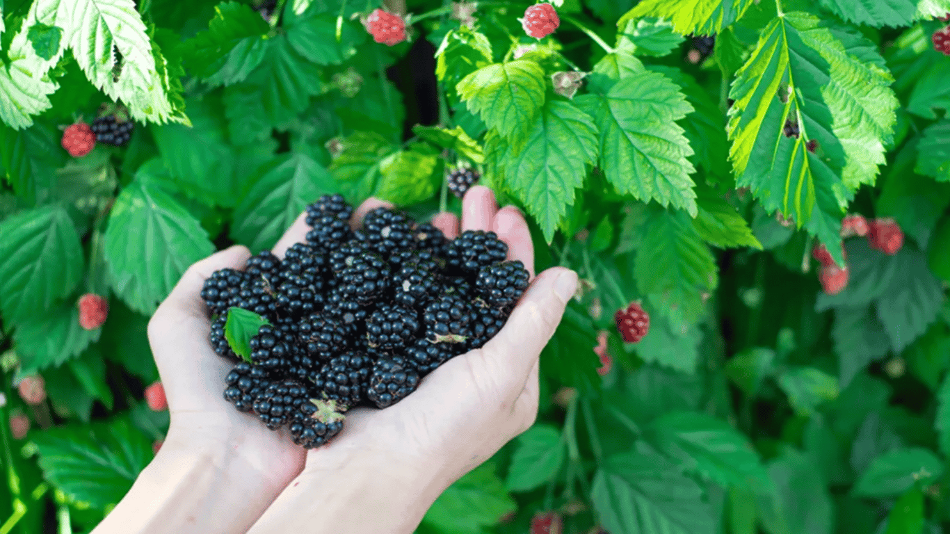 Die Beeren werden dreimal mehr — wie man eine große Ernte von Brombeeren anbaut