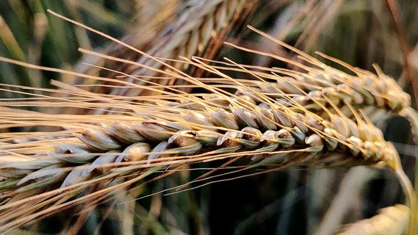 Grain Prices in Ukraine - How Much You Can Sell Barley For