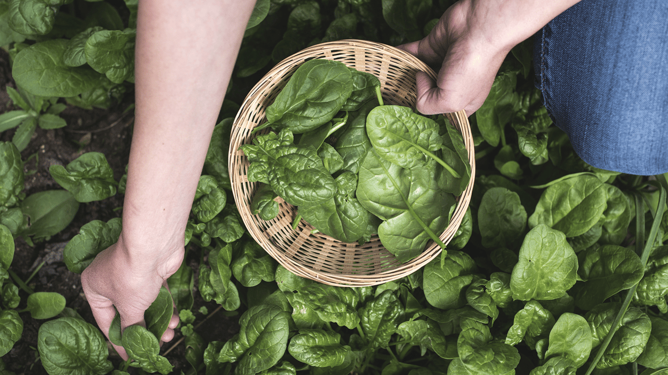 Wie man Spinat im Garten im Juli 2025 pflegt - wichtige Punkte