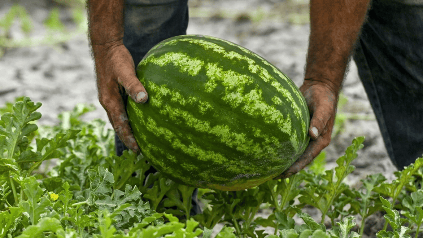 Wie man Wassermelonen im Garten pflanzt - Regeln, die man wissen sollte